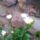 Margareta_1699645_4193_t