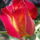 Sok_szeretettel_1699048_5993_t