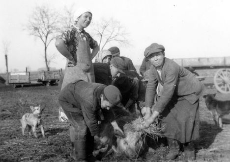 1940. Disznóölés - a pörzsölés utáni tisztítás