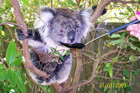 koala iszik