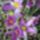 Krokusznehany_orara_tavasz_is_volt_ma_1069251_4306_t