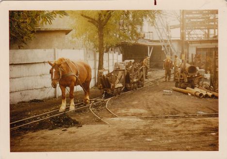 Lovak bányamunkán Várpalotán. Apám mesélte Ő is vezetett ilyen lovakat és nagyon szerette őket!