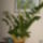 Ma_kaptam_a_menyemtolzamioculcas_1609939_8035_t