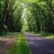 normal_Florida_Forest_Road[1]
