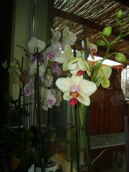 Orhidea
