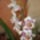Orhidea-004_1069648_1972_t
