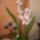 Orhidea-006_1069631_1350_t