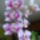Orhidea-018_1069630_7345_t