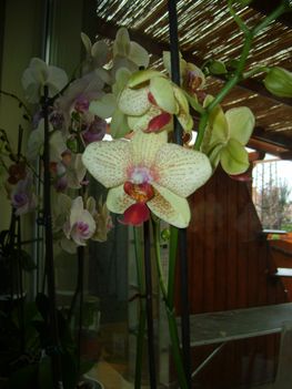 Orhidea (sárga pettyes)