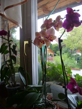 Orhideáim