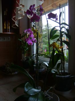 Orhideák