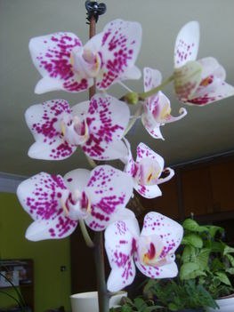 Orhideám