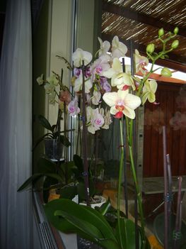 Orhideám