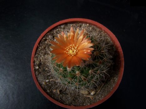  Parodia elichista