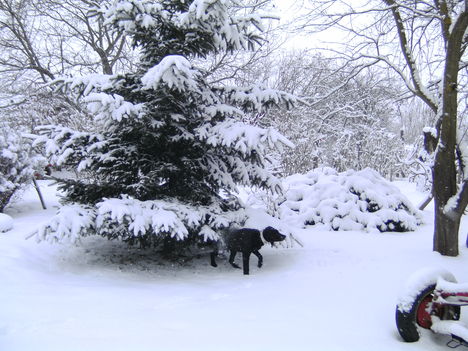 PICT0066+Az udvar a hó leple alatt
