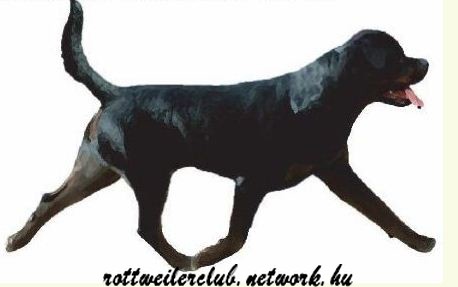 Rottweiler - Az első végtagok dinamikája