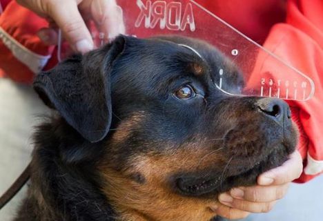 Rottweiler ADRK Teszt ZTP /  A koponya hossz és az orrhossz mérésére