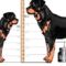 Rottweiler súlya,magassága