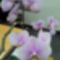 Rozsaszin orhidea1