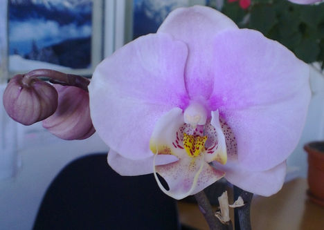 Rozsaszin orhidea2