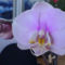 Rozsaszin orhidea2