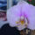 Rozsaszin_orhidea2_1609119_9929_t
