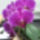 Sotetrozsaszin_orhidea1_1609120_3378_t