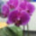 Sotetrozsaszin_orhidea2_1609121_8028_t