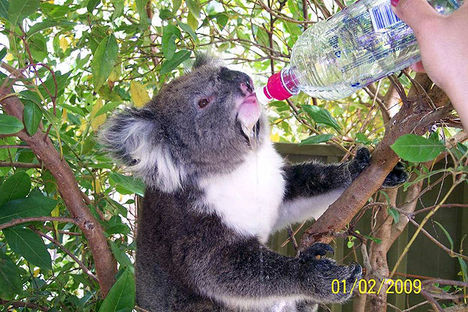 szomjas koala