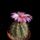 Thelocactus_bicolor_1609937_9907_t