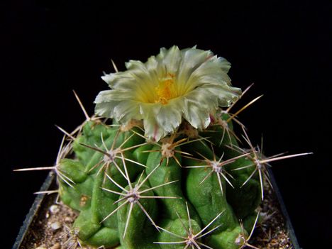  Thelocactus leucacanthus v.schmollii