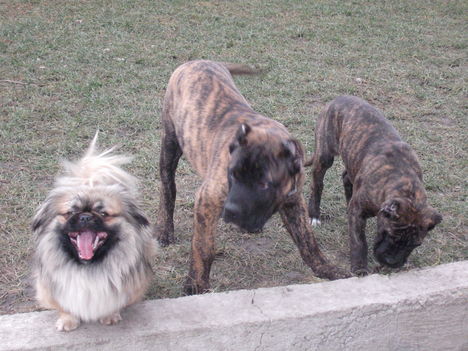 A 3 kutya 