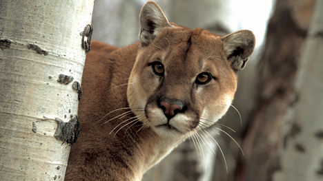A Watchful Cougar