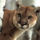 A_watchful_cougar_1600215_7205_t