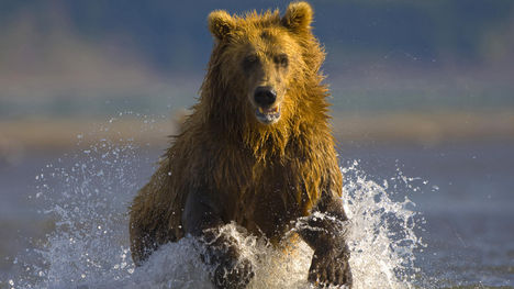 Alaskan Brown Bear, Hallo Bay, Alaska
