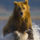 Alaskan_brown_bear_hallo_bay_alaska_1600217_8320_t