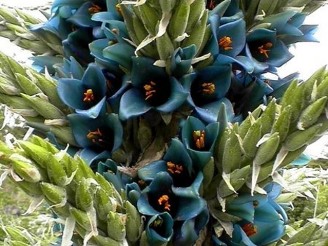 Ausztráliai különleges virág   Puya berteroana (closer)