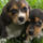 Beagle_puppies_1600219_9651_t