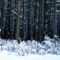 Eastern White Pine Trees, Pocono 