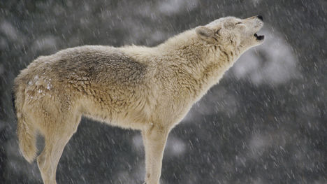 Female Timber Wolf Howling
