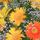 Gerberas_16826_578231_t