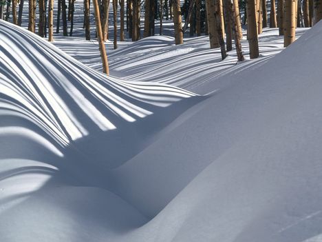 Golden Trees in the Snow, Tesuque