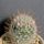 Mammillaria_pennispinosa_vnazanensis_1600047_9635_t