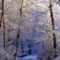 Morning Light Falls on the Forest