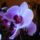 Orhidea-008_160949_48903_t