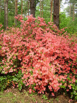 Rhododendron1