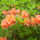 Rhododendron2_16474_158860_t