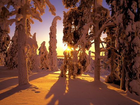 Snow Covered Forest, Finland - 16