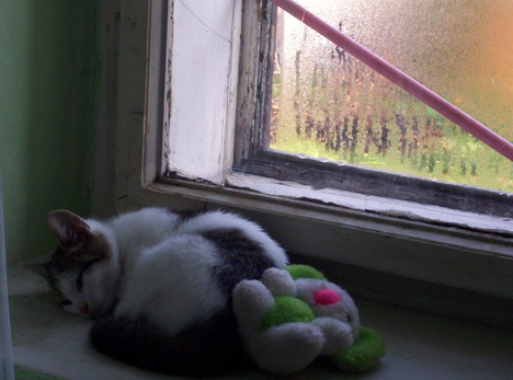 Vacak Cica (exem cicája) az ablakban