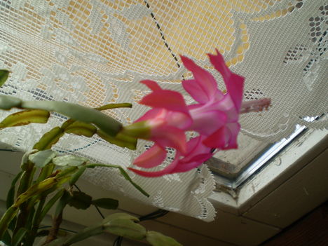 virágaim 3